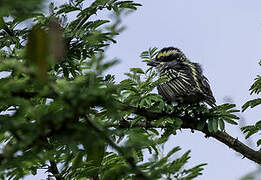 Red-fronted Barbet