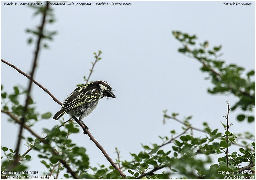 Black-throated Barbetadult, identification