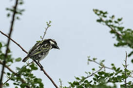 Black-throated Barbet