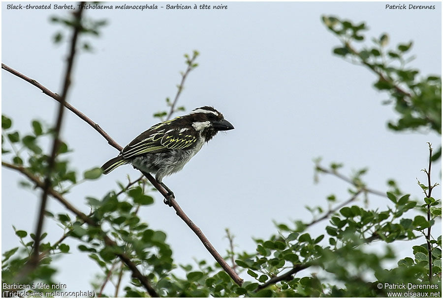 Black-throated Barbetadult, identification