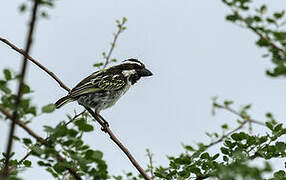 Black-throated Barbet