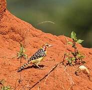 Red-and-yellow Barbet