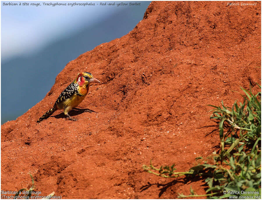 Red-and-yellow Barbetadult, identification