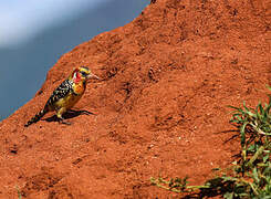 Red-and-yellow Barbet