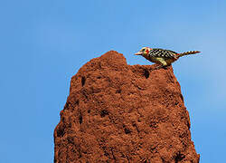 Red-and-yellow Barbet