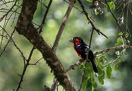 Double-toothed Barbet