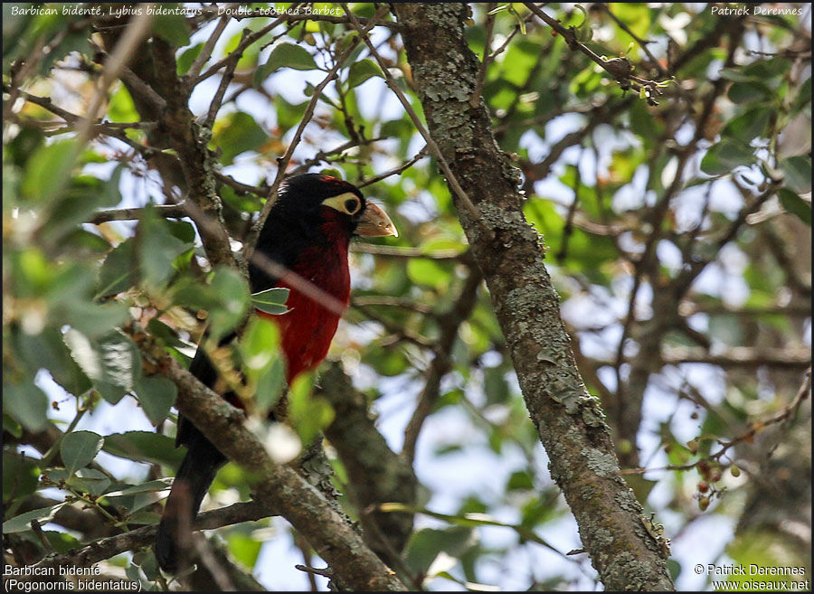 Double-toothed Barbetadult, identification