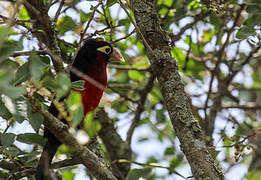 Double-toothed Barbet