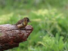 D'Arnaud's Barbet