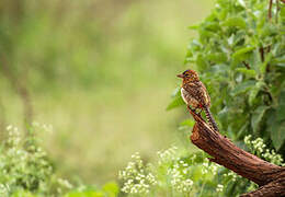 D'Arnaud's Barbet