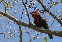 Black-billed Barbet