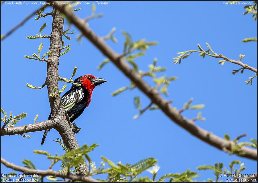 Black-billed Barbetadult, identification