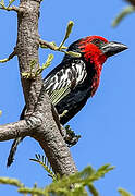 Black-billed Barbet