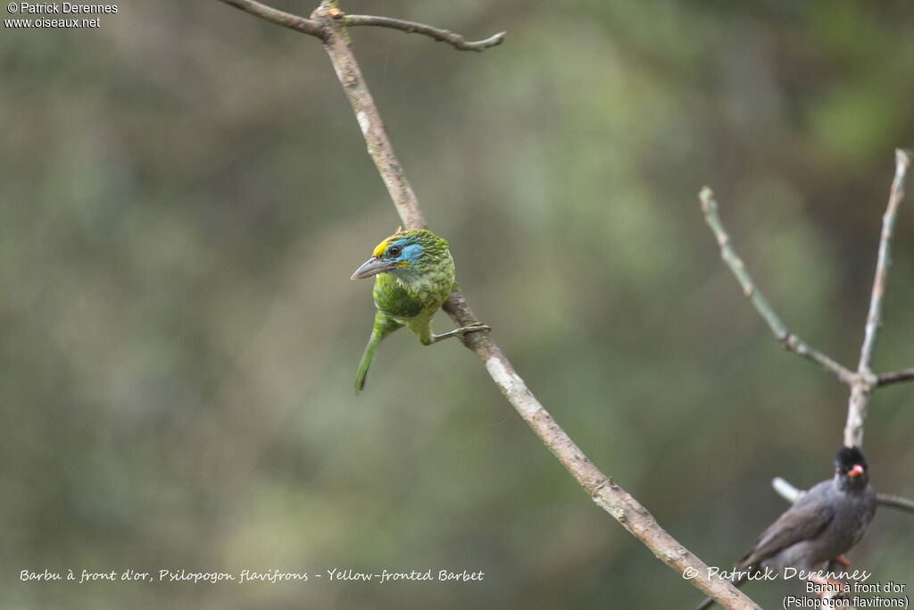 Yellow-fronted Barbet