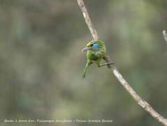 Yellow-fronted Barbet