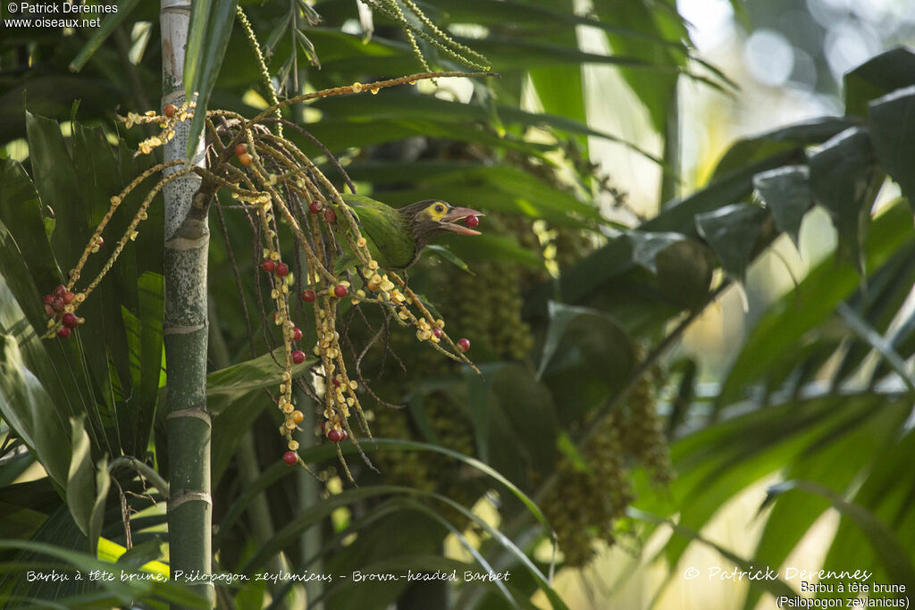 Brown-headed Barbet, identification, habitat, eats