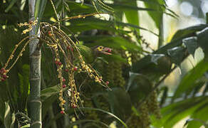 Brown-headed Barbet