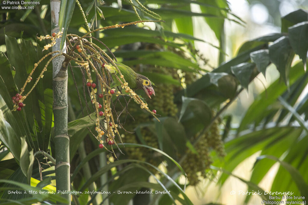 Brown-headed Barbet, identification, habitat, feeding habits