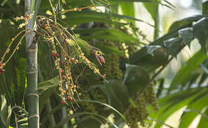 Brown-headed Barbet