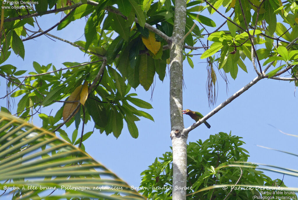 Brown-headed Barbet, identification, habitat, song