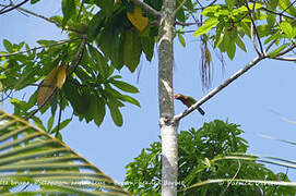 Brown-headed Barbet