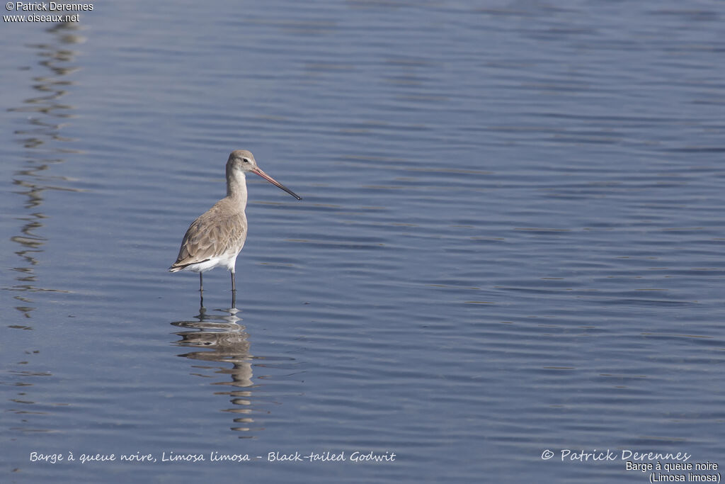 Black-tailed Godwit, identification, habitat