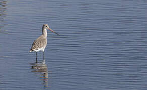 Black-tailed Godwit