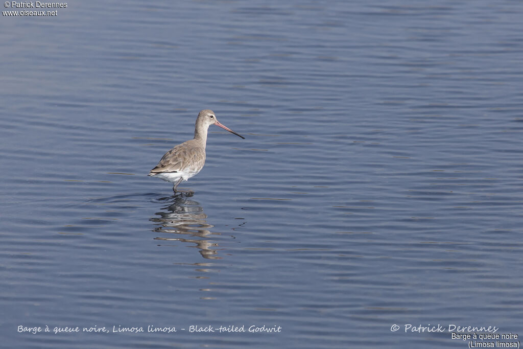 Black-tailed Godwit, identification, habitat