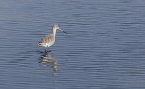 Black-tailed Godwit