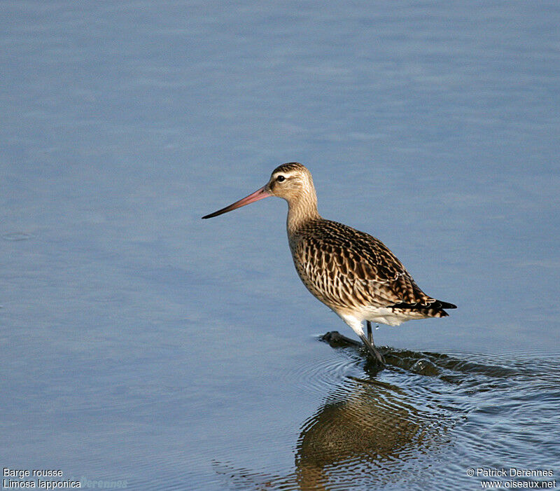 Bar-tailed Godwit