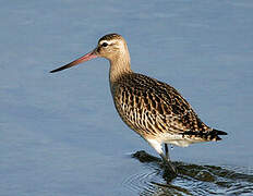 Bar-tailed Godwit