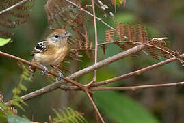 Planalto Slaty Antshrike