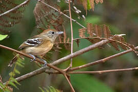 Planalto Slaty Antshrike