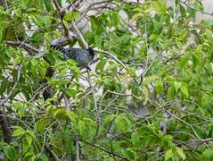 Barred Antshrike