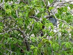 Barred Antshrike