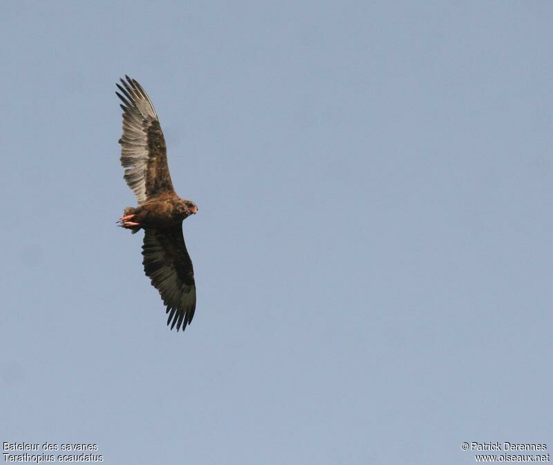 Bateleur des savanesjuvénile