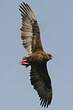 Bateleur des savanes