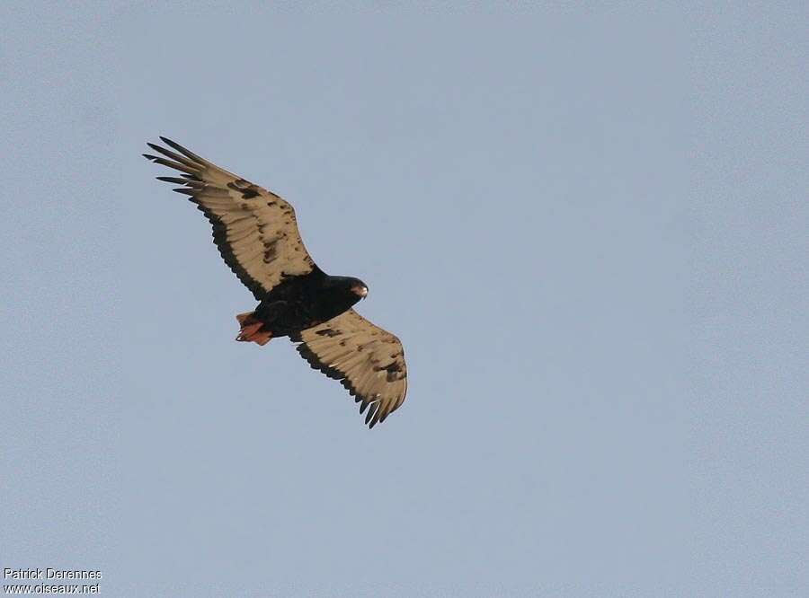 Bateleur female subadult, Flight