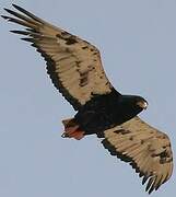 Bateleur des savanes