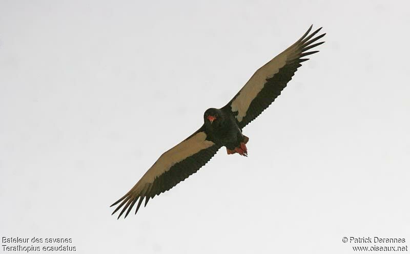 Bateleur male