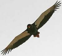 Bateleur des savanes