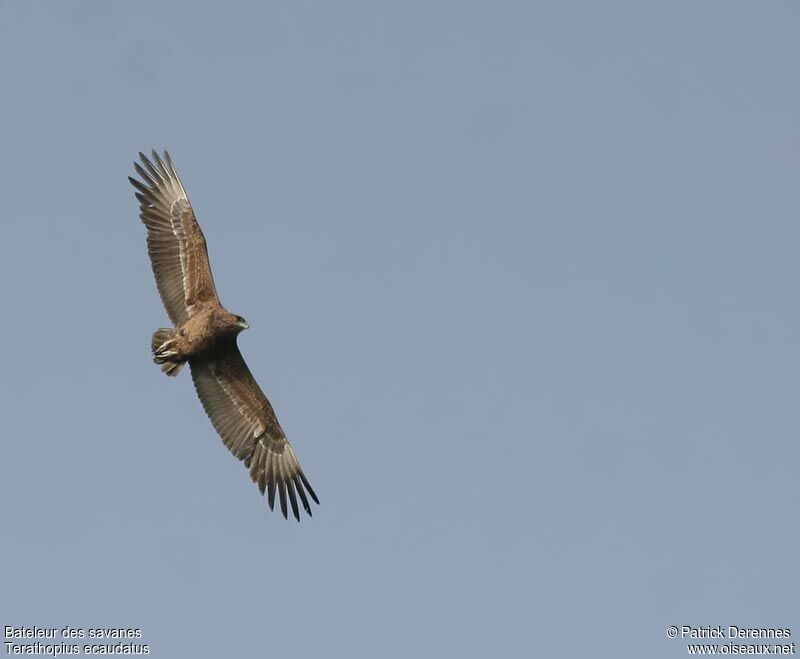 Bateleur des savanes