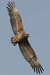 Bateleur des savanes