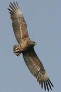 Bateleur