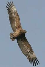 Bateleur des savanes