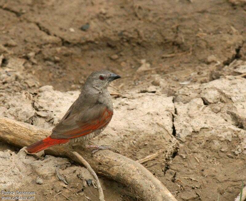 Red-winged Pytiliaadult, identification