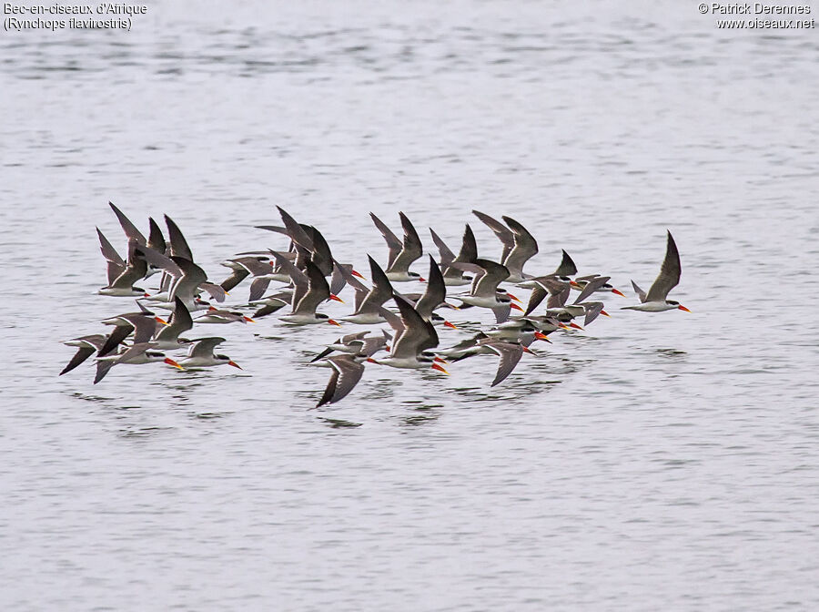 African Skimmeradult, Flight