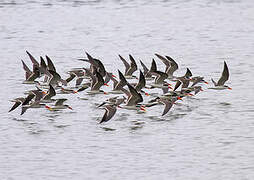 African Skimmer