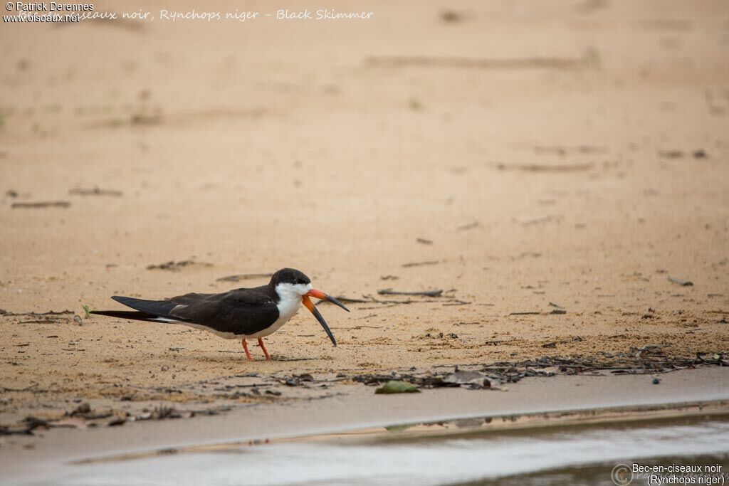 Black Skimmer, identification, habitat