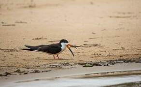 Black Skimmer